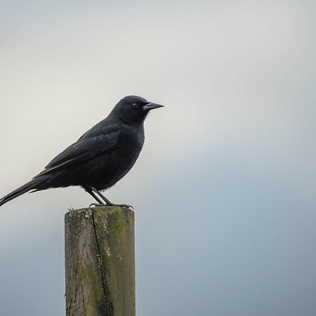 Parque La Pajarera Otel Puerto Varas Dış mekan fotoğraf