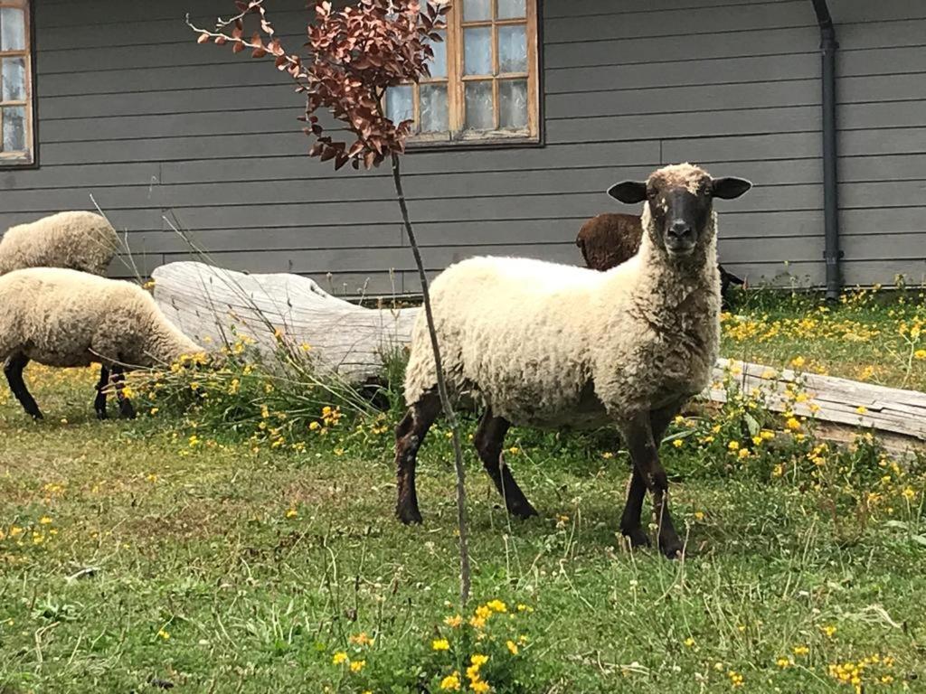 Parque La Pajarera Otel Puerto Varas Dış mekan fotoğraf