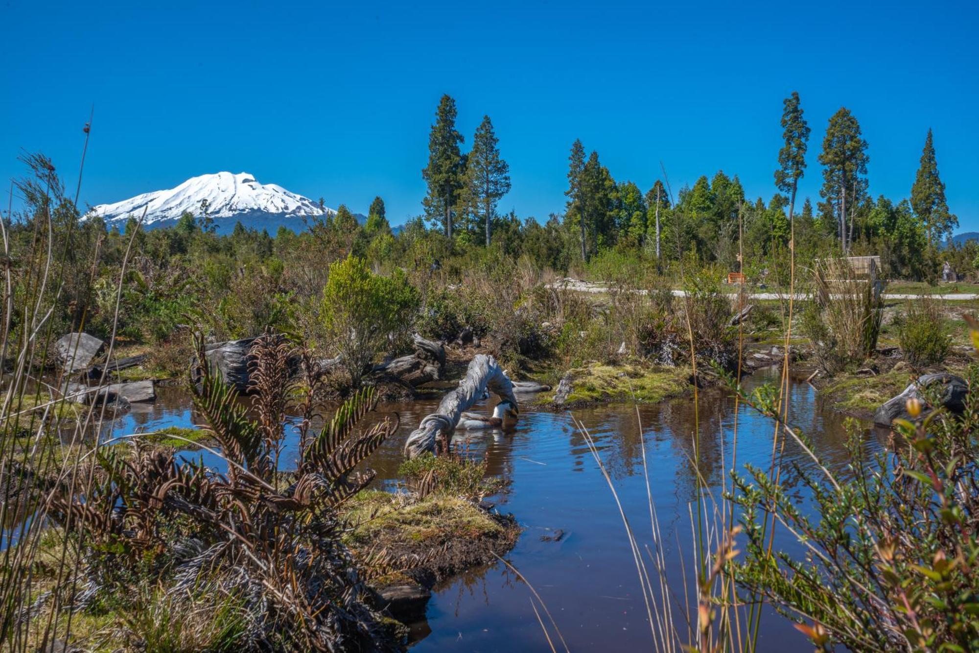 Parque La Pajarera Otel Puerto Varas Dış mekan fotoğraf