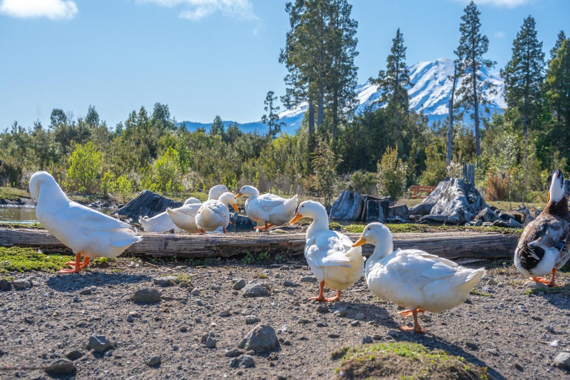 Parque La Pajarera Otel Puerto Varas Dış mekan fotoğraf