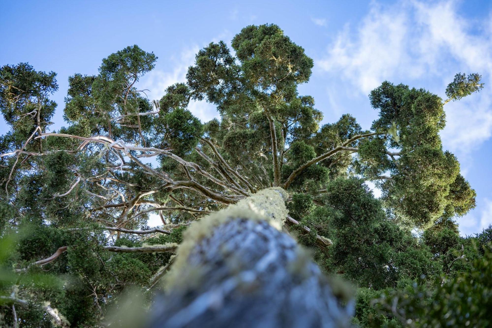 Parque La Pajarera Otel Puerto Varas Dış mekan fotoğraf