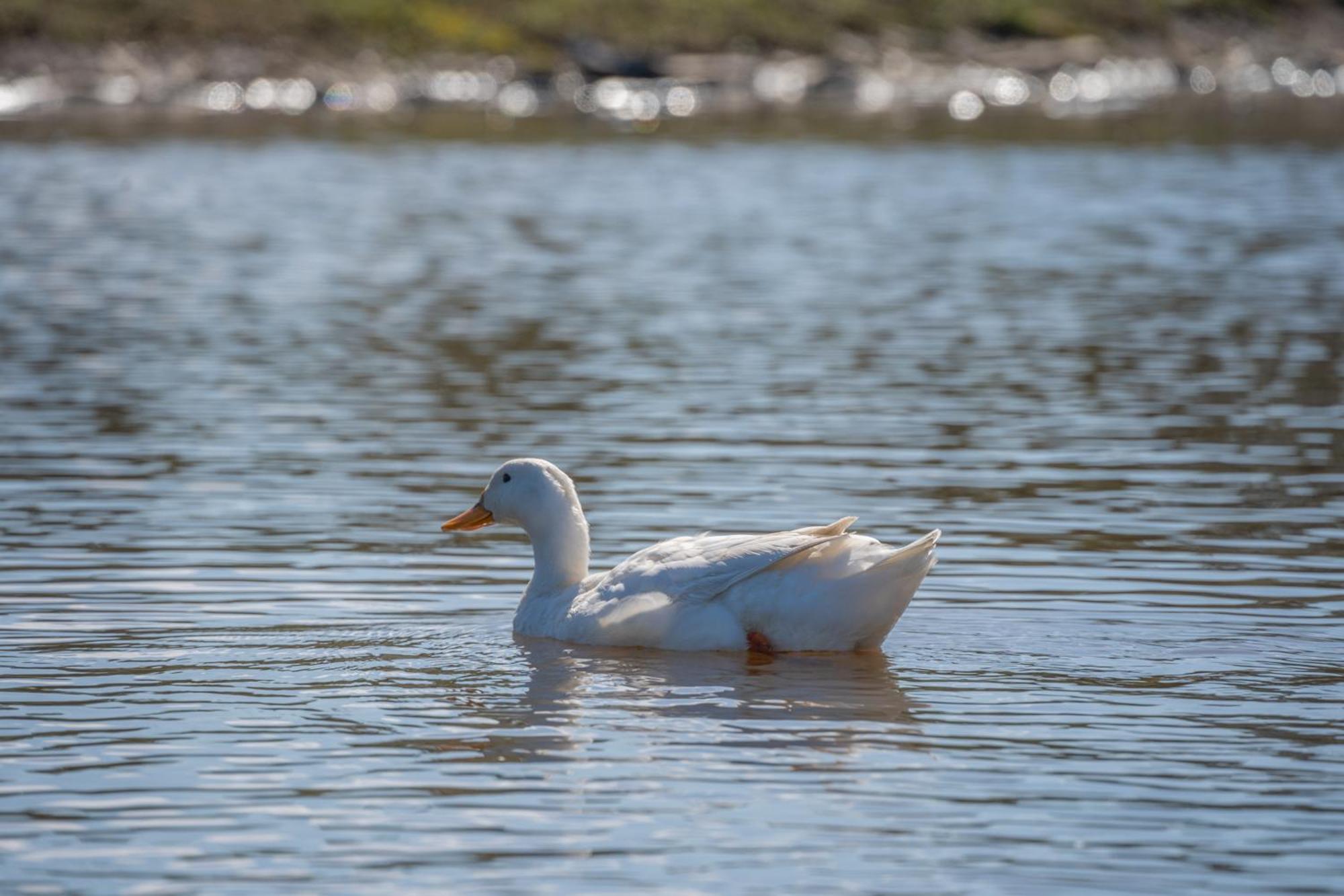 Parque La Pajarera Otel Puerto Varas Dış mekan fotoğraf
