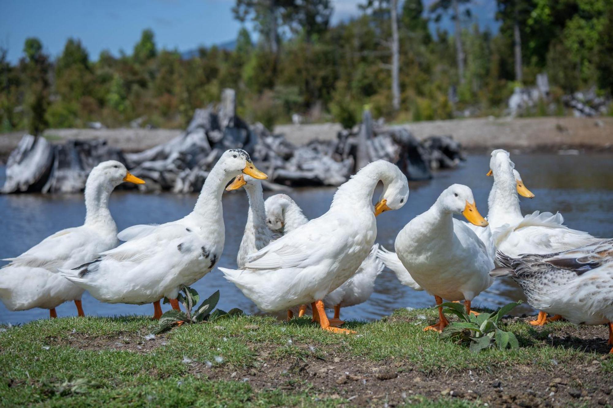 Parque La Pajarera Otel Puerto Varas Dış mekan fotoğraf