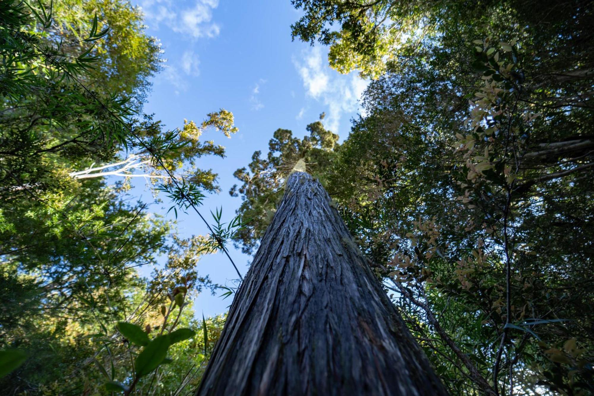 Parque La Pajarera Otel Puerto Varas Dış mekan fotoğraf