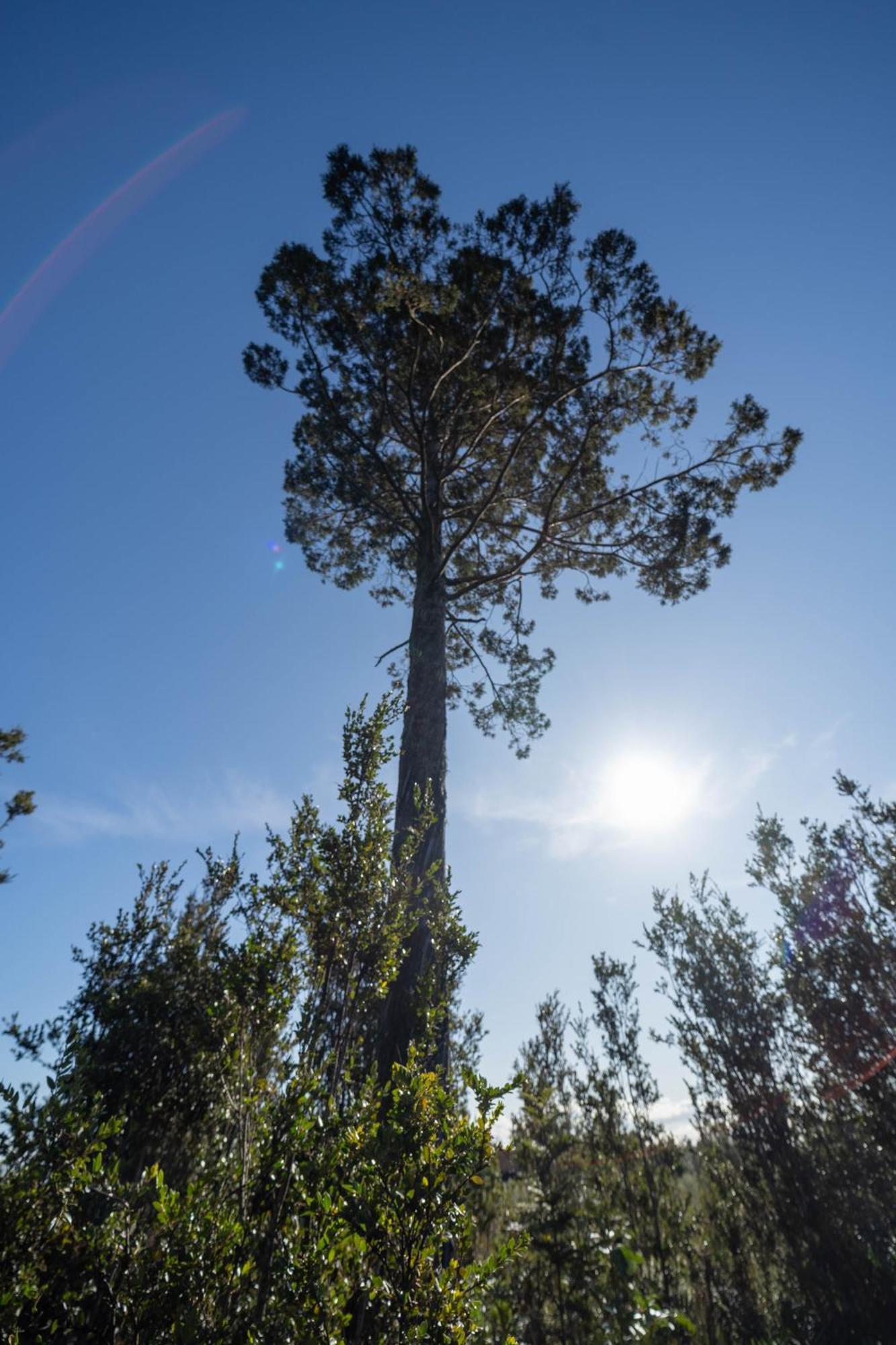Parque La Pajarera Otel Puerto Varas Dış mekan fotoğraf