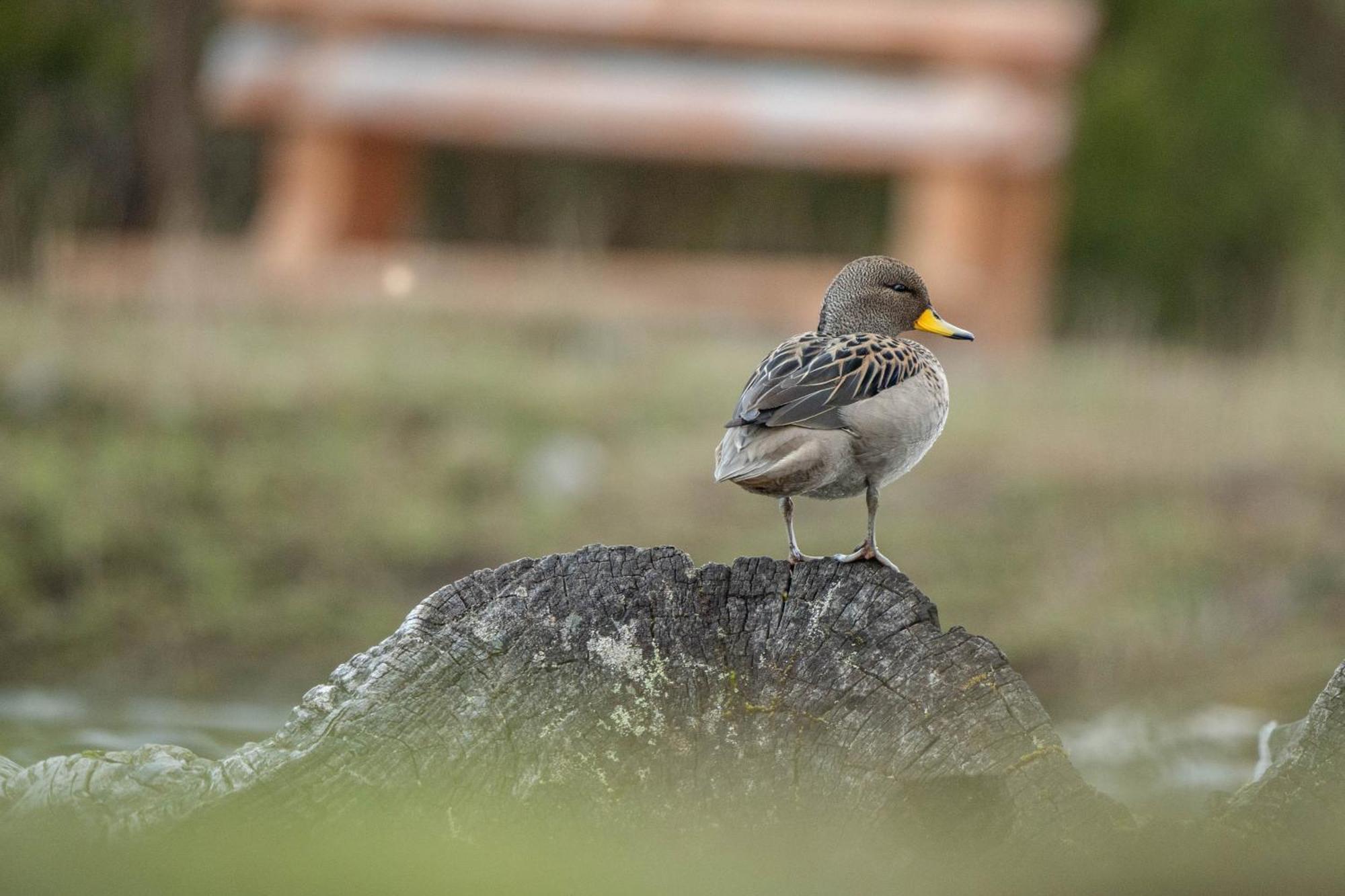 Parque La Pajarera Otel Puerto Varas Dış mekan fotoğraf
