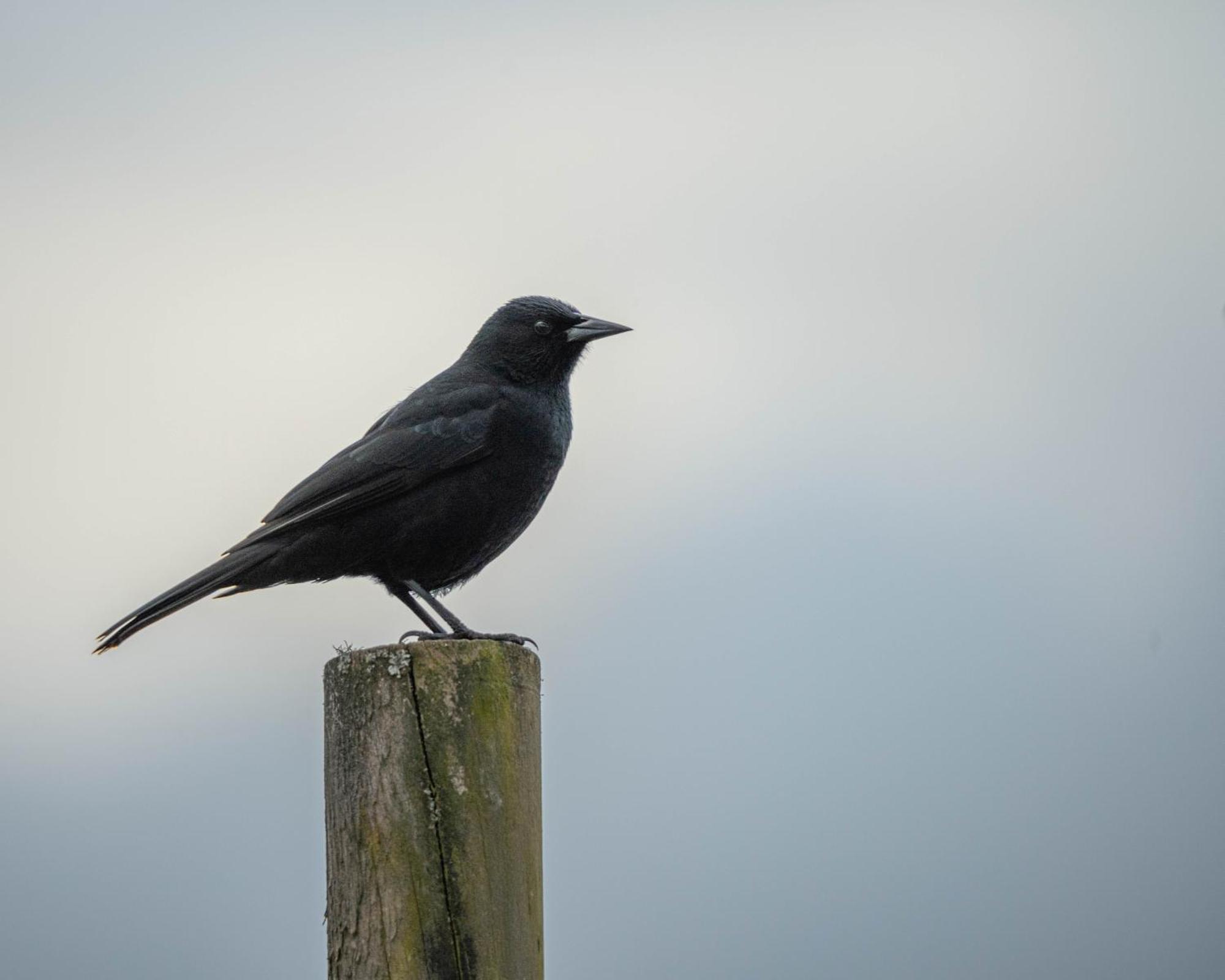 Parque La Pajarera Otel Puerto Varas Dış mekan fotoğraf